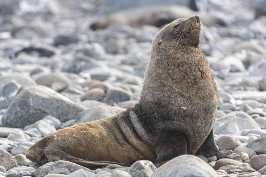 Lobo Marino Antártico - isla Robert - islas Shetland del Sur 03.jpg